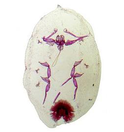   Ceroplastes rusci  
